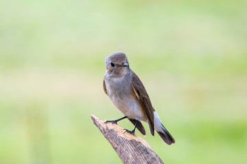 Red-throated Flycatcher or Taiga Flycatcher