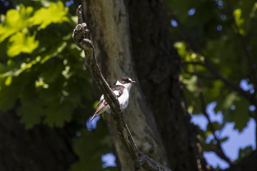 Collared flycatcher male sitting on branch of tree. Cute black and white songbird. Bird in wildlife.