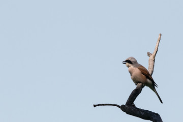 Red-backed shrike sitting on branch with free space. Cute little hunter. Bird in wildlife.