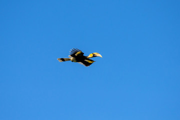 Flying great hornbill at Khao Yai national park, THAILAND © joesayhello