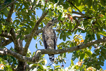 Mountain hawk-eagle or Hodgson's hawk-eagle is a bird of prey.