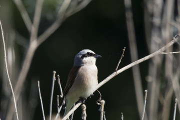 Red-backed shrike sitting on branch. Cute little hunter. Bird in wildlife.