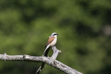 Red-backed shrike sitting on branch. Cute little hunter. Bird in wildlife.