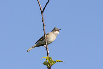 Common whitethroat perched on branch of bush. Cute brown warbler songbird. Bird in wildlife.