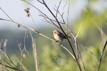 Whinchat female sitting in grass. Cute bright sunny songbird. Bird in wildlife.