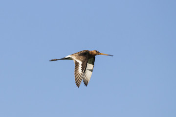 Bar-tailed godwit screaming in flight. Cute long bright colorful shorebird. Bird in wildlife.