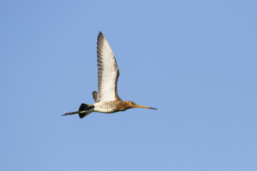 Bar-tailed godwit screaming in flight. Cute long bright colorful shorebird. Bird in wildlife.