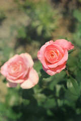 Pink roses close-up. Background