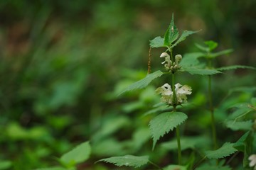 Lamium album (dead nettle)
