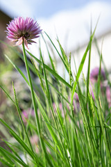 Chive Flower and Grasses