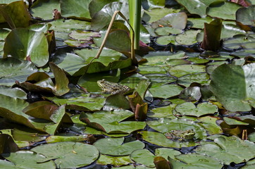 Green pond frog or rana amphibian species aquatic animal  basking in the sun on lily pad, South park, Sofia, Bulgaria  