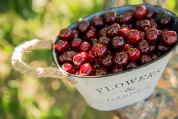 Basket with cherries in the garden. Ripe sweet cherries in a basket. Harvest of sweet cherries. Summer gardening season
