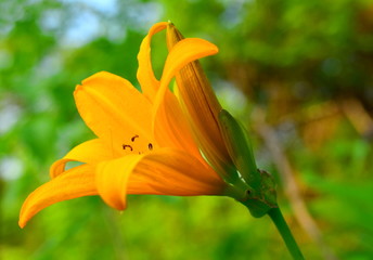 Obraz premium Orange Lily flower close-up (lat. Hemerocallis lilioasphodelus). Macro. Closeup.