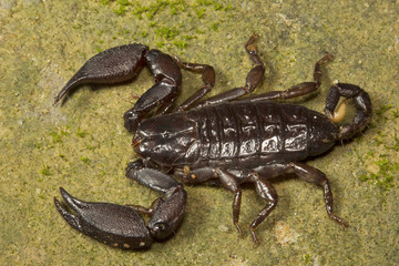 Wood scorpion, Liocheles sp, Hemiscopiidae, Trishna, Tripura , India