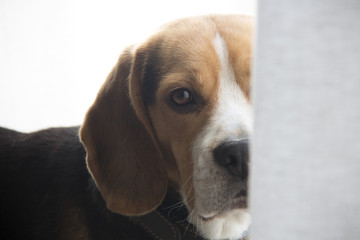 beagle triste