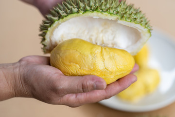 The hands are durian peels, durian yellow meat, eat very fresh. Handle durian show the yellow...