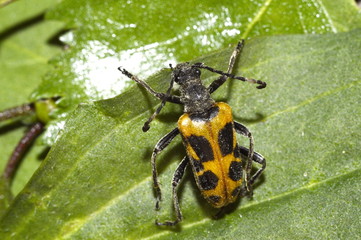 жук лептура