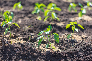 Saplings of paprika in the soil in the garden