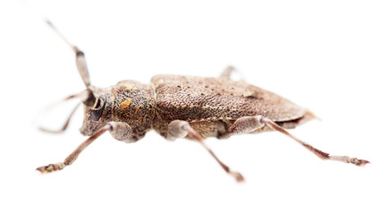 Beetle with big mustache on white background