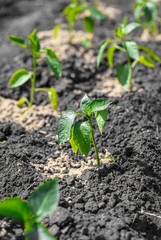Saplings of paprika in the soil in the garden