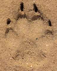 A trace of a dog in the ground as a background