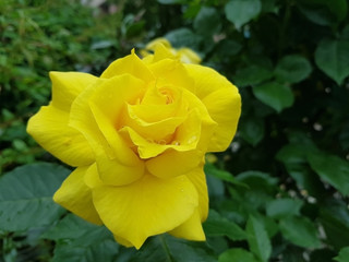 Drops of water on a Yellow rose