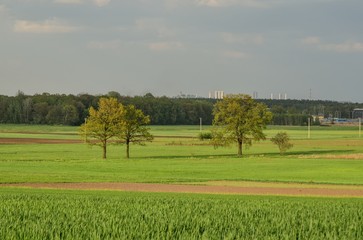 Fototapeta premium Rural spring landscape. Beautiful green meadow in the countryside.