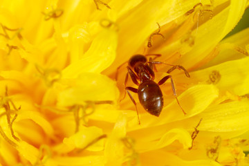 The ant is on a yellow dandelion flower