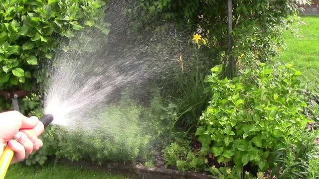 spr&uuml;hen und sprengen garten gartschlauch mit wasser