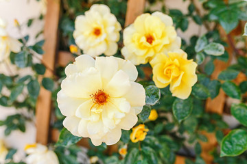 Obraz premium Dog rose in a green garden