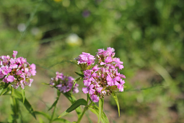 Pink flowers in the garden