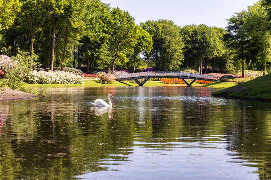A swan swims in a lake, with flowers in the background