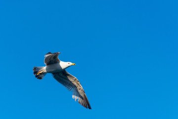 Seagull flying against the blue sky.