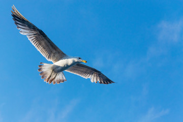 Seagull flying against the blue sky.