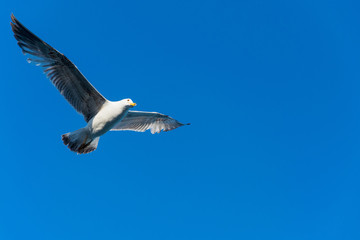 Seagull flying against the blue sky.