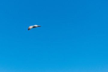 Seagull flying against the blue sky.