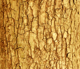 Brown tree bark texture nature wallpaper background