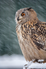 Eagle-owl in winter storm