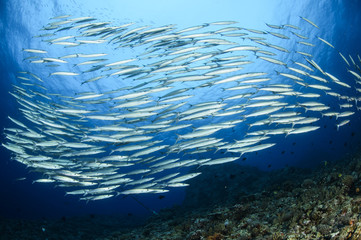 Fototapeta na wymiar School of Fish in Blue Waters of Okinawa, Japan
