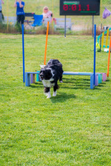 Naklejka na ściany i meble Border Collie on agility field for dogs, training and competing, jumping over obstacles, crossing over balance ramp, passing through the tunnel, running slalom