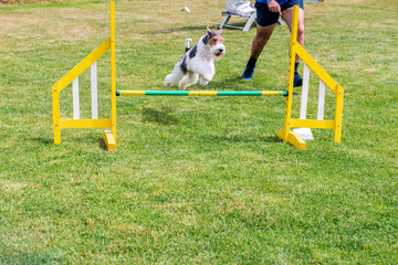 Fox Terrier on agility field for dogs, training and competing, jumping over obstacles, crossing over balance ramp, passing through the tunnel, running slalom
