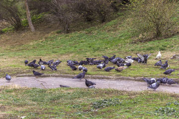 A lot of pigeons in the city park with green grass