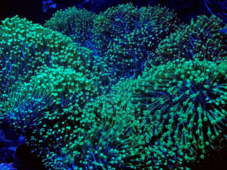 Naklejka na ściany i meble Green Mushroom Leather Coral (Sarcophyton sp.) 