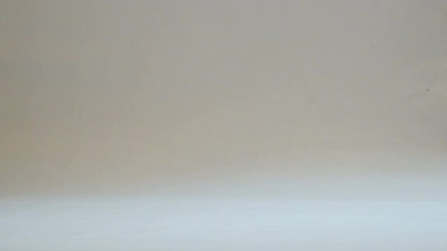 Cat breeds Don sphinx rolls a small metal ball on a white background. Playing with pets.