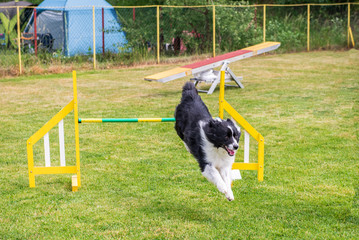 Border Collie on agility field for dogs, training and competing, jumping over obstacles