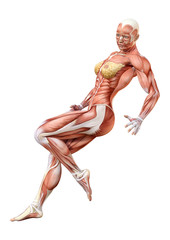 3D Rendering Female Anatomy Figure on White