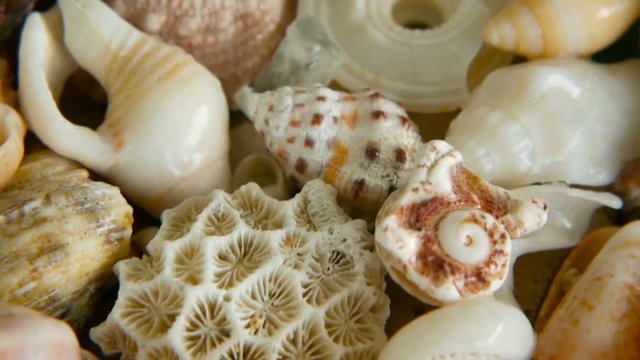 Close up lots of different mixed colorful seashells as background. Various corals, marine mollusk and scallop shells. Sea vacation travel and beach holiday tourism concept.