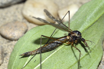 комар долгоножка