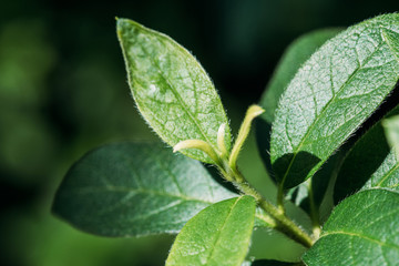 fresh leaves of green seasonal plant