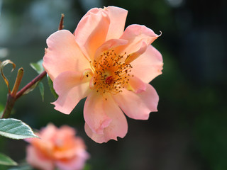 Closeup beautiful orange rose, photographed in the organic garden with blurred foliage. Free place for text. One blossoming pink red. Open rose for card.